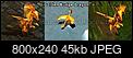 Clique na imagem para uma verso maior

Nome:	         golden-budge-dragon.jpg
Visualizaes:	2760
Tamanho: 	44,8 KB
ID:      	10849